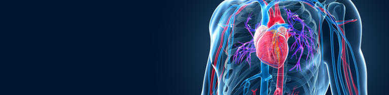 human-heart-vascular-system-anatomy-x-ray-vein