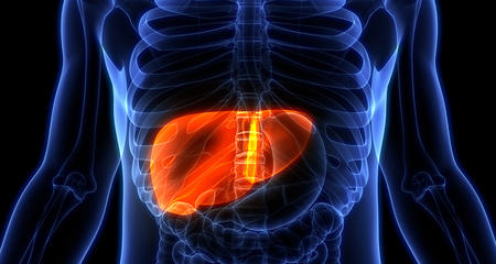 肝脏在人体解剖学