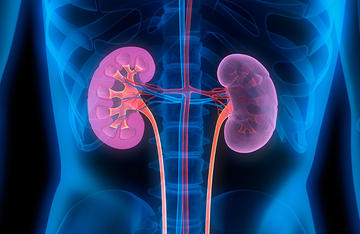 Graphic of kidneys within the body